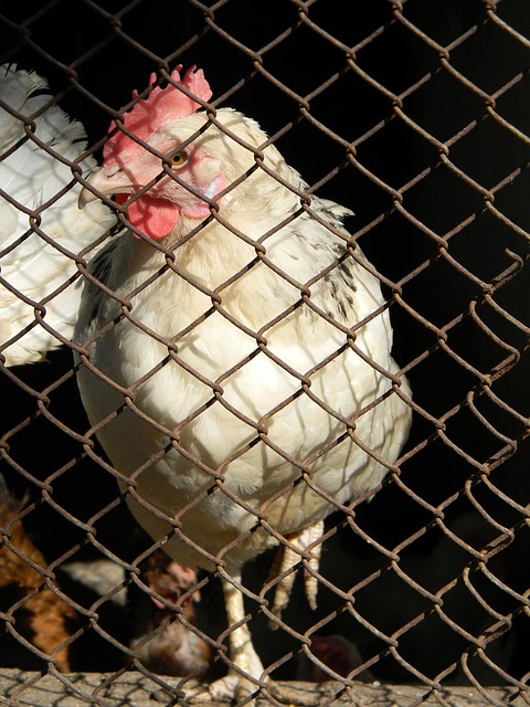 活变换和球 活变换和球